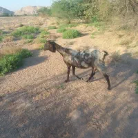 بز افغانی