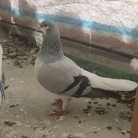 کبوتر بدرنگ ماده