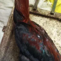 خروس لاری