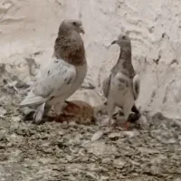 کبوتر سرور