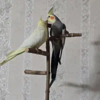 یک جفت عروس هلندی سالم و زیبا