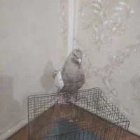 کبوتر