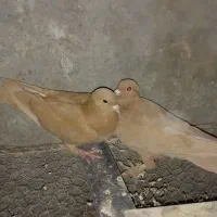 جفت زرد