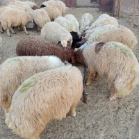 فروش بره پرواری