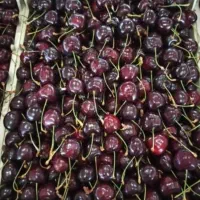 گیلاس دهبار درجه یک