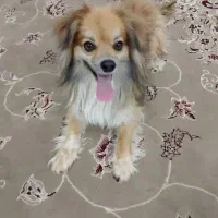 سگ پامر