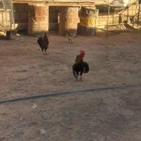 خروس