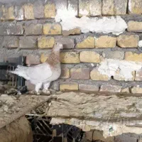 کبوتر گردن زردنامه بر