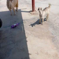 بز زاییده