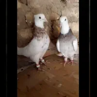 کفتر طوق