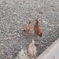 نیمچه مرغ و خروس