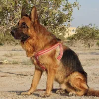 سگ ژرمن
