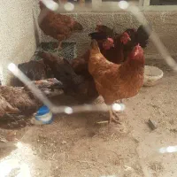 مرغ تخم گذار