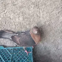 کبوتر ارشینگل. افغان