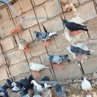 20 تا کبوتر همه رنگ