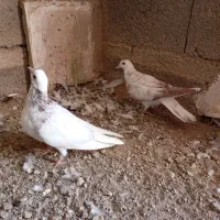 کبوتر|پرنده|درگزین, |دیوار