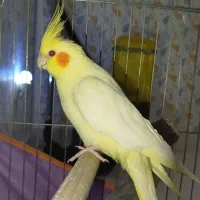 عروس هلندی ماده