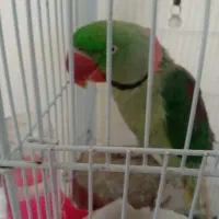 شاه طوطی نر