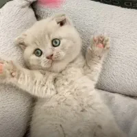 گربه لیلاک فوق العاده خوش رنگ