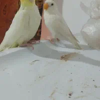 عروس هلندی و طوطی برزیلی