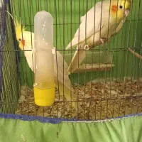 عروس پاریس