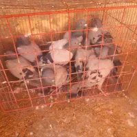 کبوتر