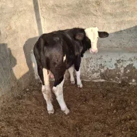 گوساله نر