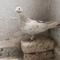 کبوتر کفتر هفترنگ و سرخ شهرستانی