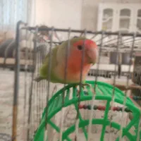 پرنده گمشده . طوطی برزیلی فیشر سبژ صورت هلویی
