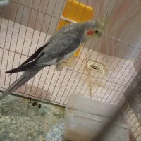 عروس هلندی