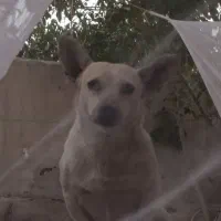 سگ گمشده