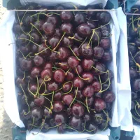 گیلاس مشهدتک دانه