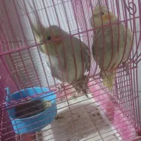 عروس هلندی نر وماده