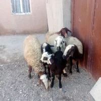 میش بره|حیوانات مزرعه|اسفرورین, |دیوار