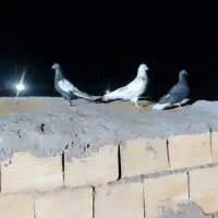 کفتر|پرنده|نیشابور, مازول|دیوار