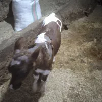 گوساله شیری