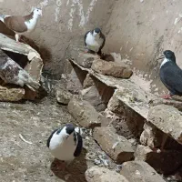کبوتر|پرنده|مشهد, موعود|دیوار