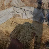 کاه|لوازم جانبی حیوانات|نیشابور, مازول|دیوار