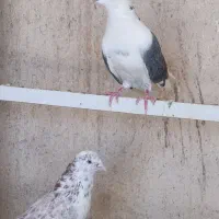 کبوتر زور دار و طوقی