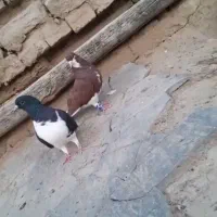 کفتر