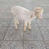 بره ماده خرامه جو خور