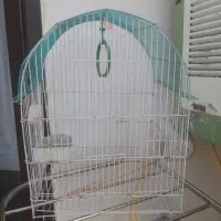 قفس پرنده