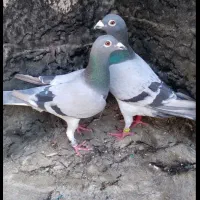 کبوتر کفتر