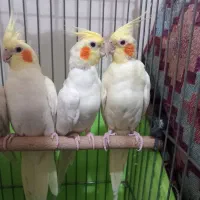 عروس هلندی یه نر دوتا ماده