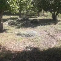 علف باغی|گل و گیاه طبیعی|کندوان, |دیوار