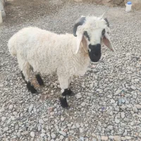 فروش گوسفند نر