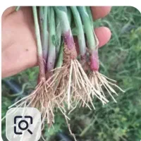 سلام کارگر  میوه چینی و پیاز کاری دارم