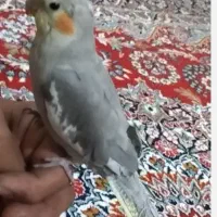 جوجه عروس هلندی