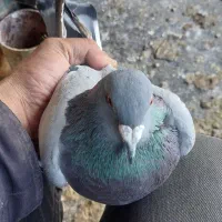 پلاکی گرفتنی