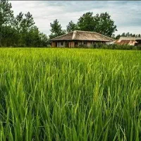 برنج و چایی اصیل گیلان